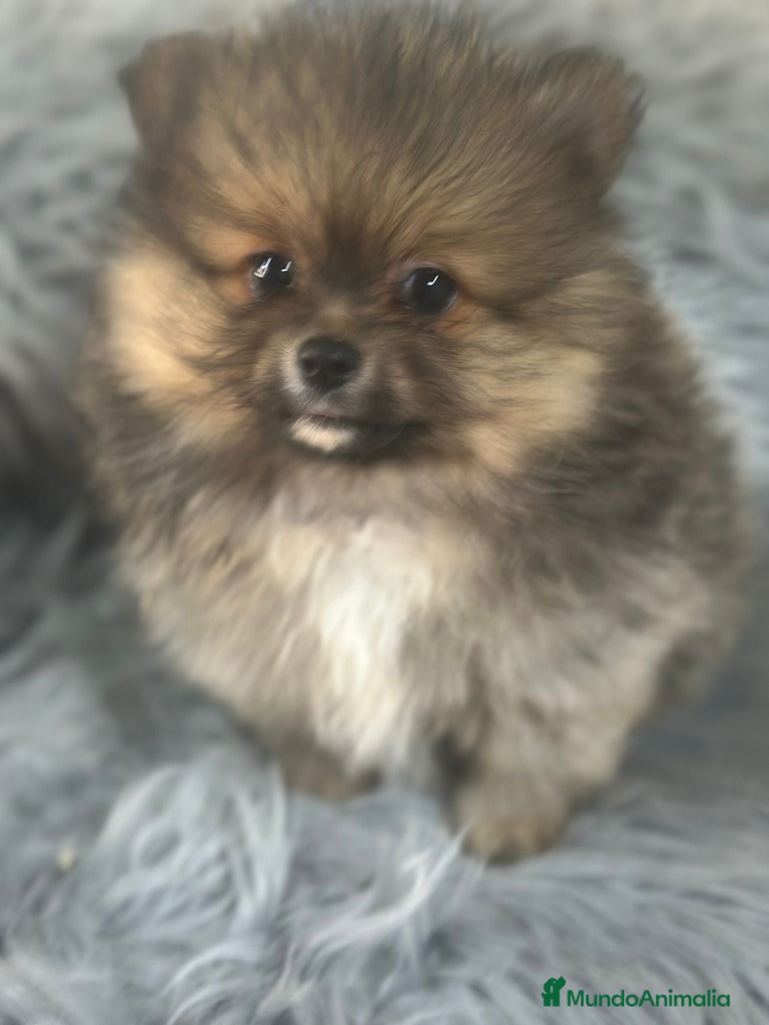 Pomerania perros POMERANIA DISPONIBLE - Anuncio 2
