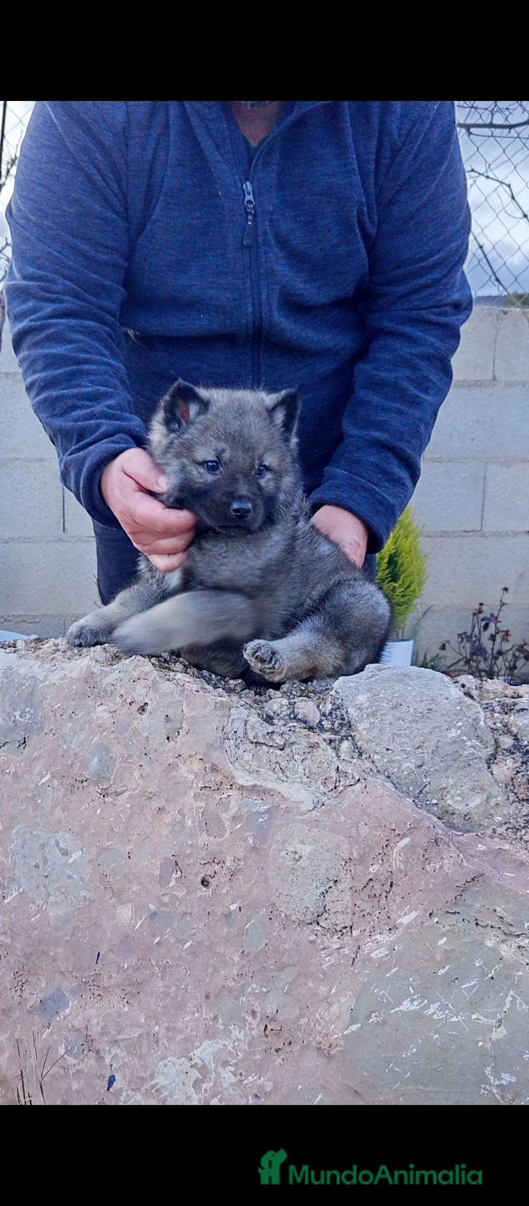 Otras razas perros en venta: Preciosa cachorrita de perro lobo americano  - Anuncio 2