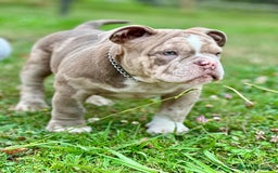 American Bully perros en venta: American bully bebés preciosos - Imagen 9