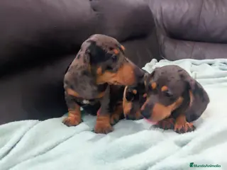 Teckel Miniatura perros CACHORROS DE TECKEL - Anuncio 1