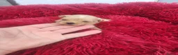 Maltipoo perros en venta: Maltipoo - Anuncio 3