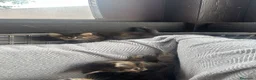 Británico de Pelo Corto gatos en venta: Gatos brithish  - Anuncio 5