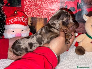 Teckel Miniatura perros PRECIOSA TECKEL ARLEQUÍN CHOCOLATE - Anuncio 3