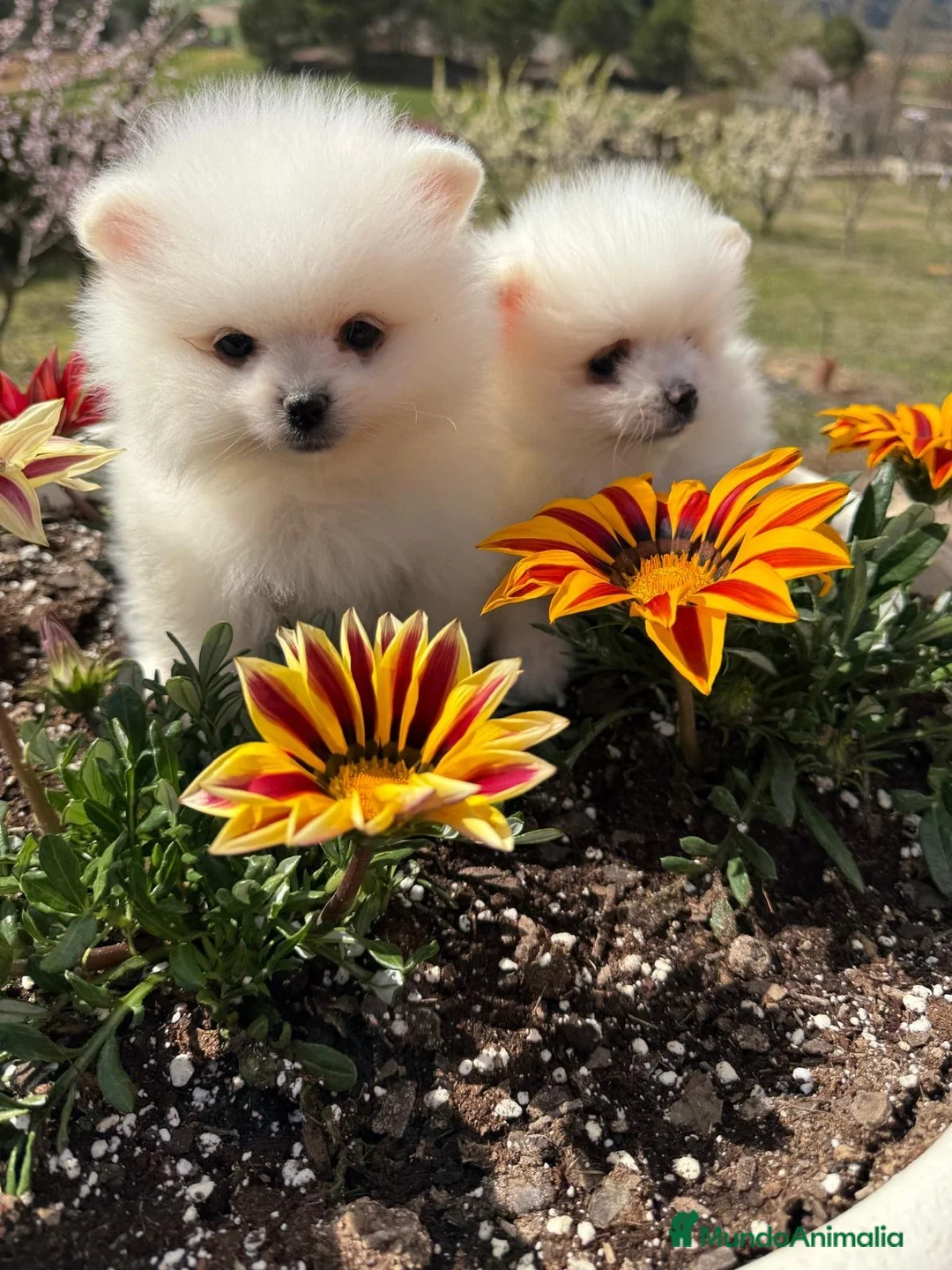Pomerania perros en venta: Pomerania toy muy pequeñitos !!! - Anuncio 9