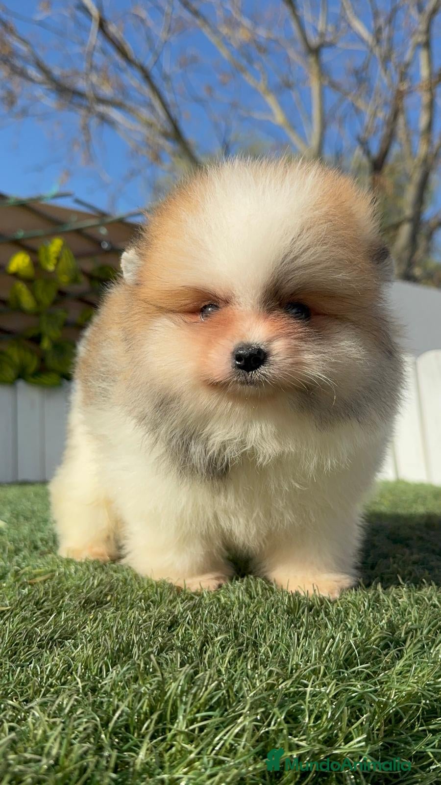 Pomerania perros POMERANIA MACHO - Anuncio 1