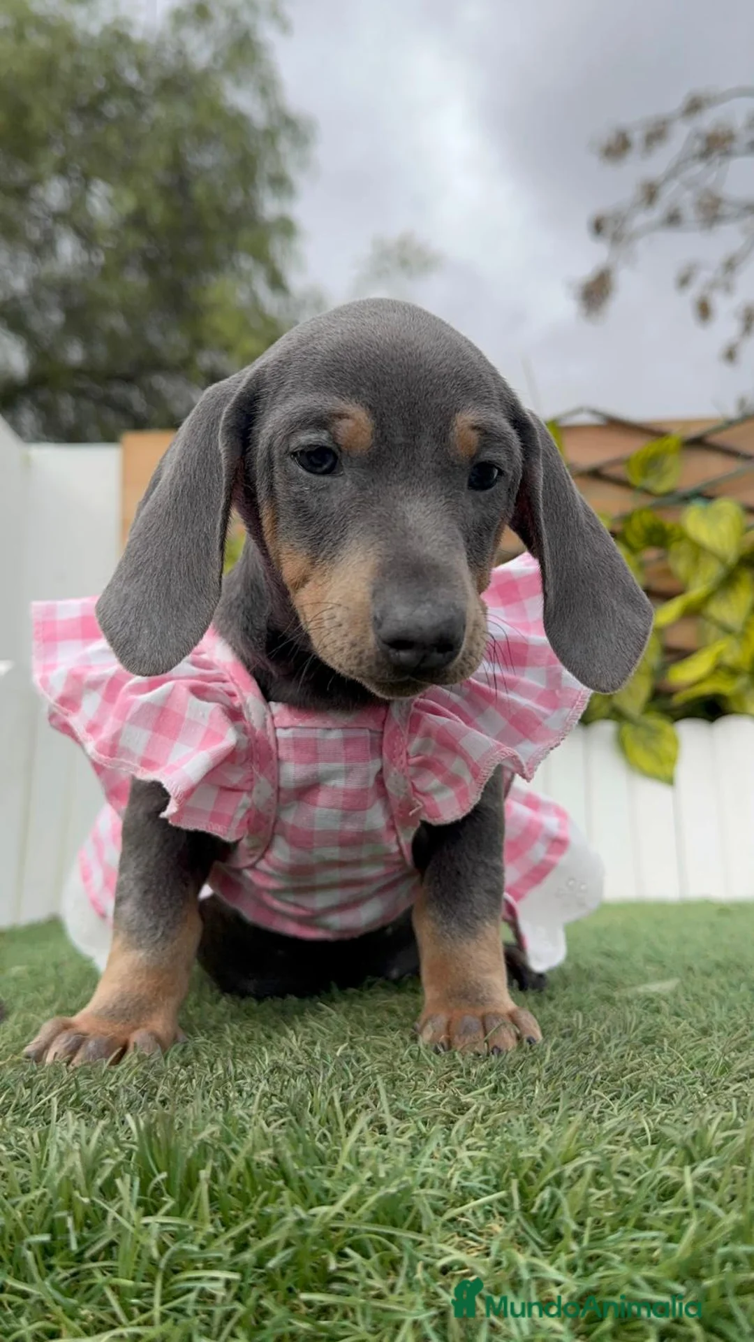 Teckel Miniatura perros en venta: TECKEL MINIATURA - Anuncio 16