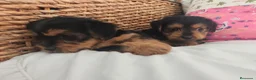 Yorkshire Terrier perros en venta: Yorkshire Terrier  en Madrid - Anuncio 11
