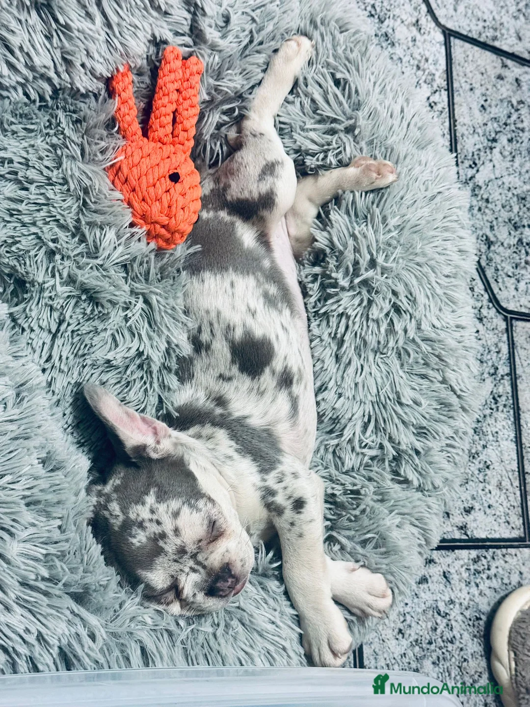 Bulldog Francés perros en venta: Cachorros bulldog francés  - Anuncio 4