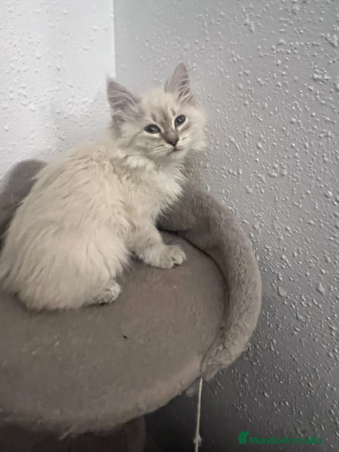 Siberiano gatos en venta: Siberianos  - Anuncio 2