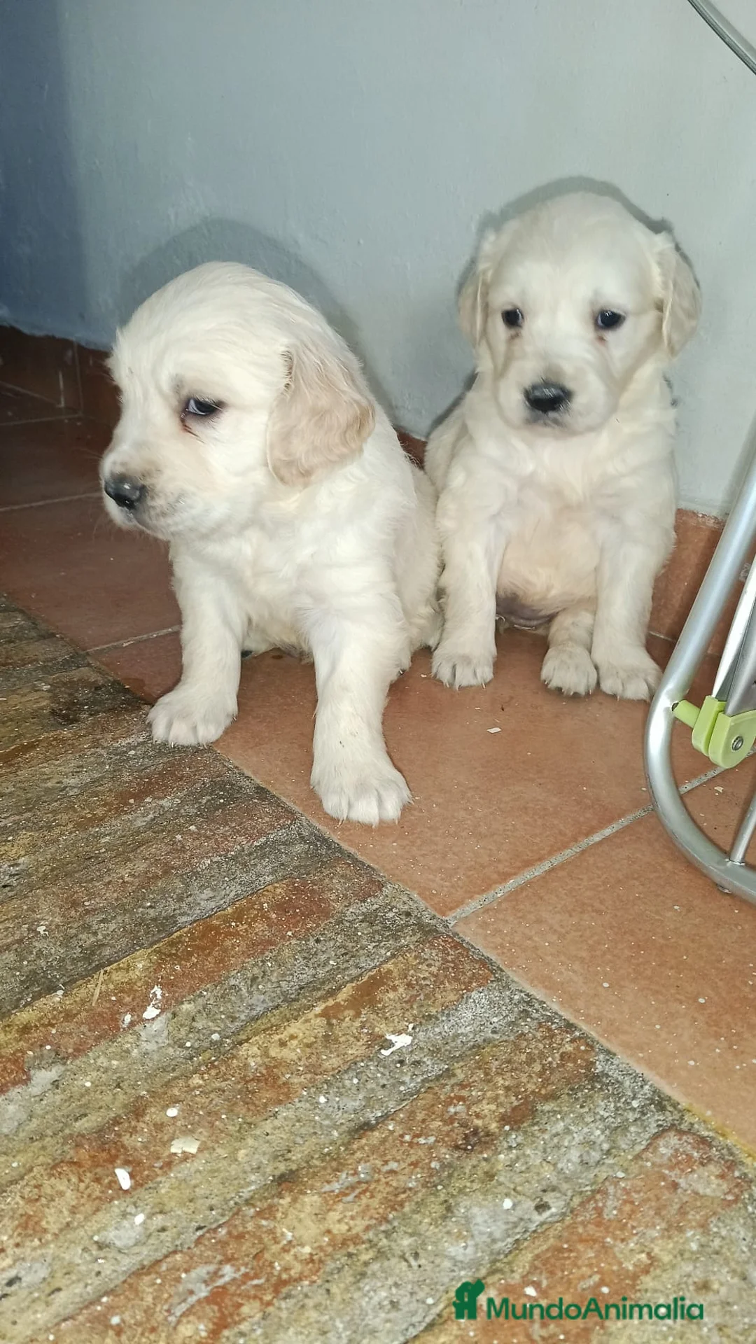 Golden Retriever perros en venta: Golden retriever línea americana  - Anuncio 5