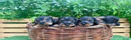 Teckel Miniatura perros en venta: Teckel miniatura pelo duro  - Anuncio 4