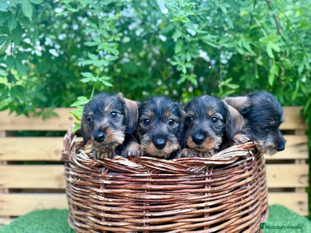 Teckel Miniatura perros en venta: Teckel miniatura pelo duro  - Anuncio 4