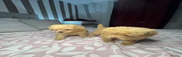 Caniche Toy perros en venta: Caniche toy  rojos y apricot - Anuncio 10