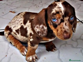 Teckel Miniatura perros Teckel miniatura en Toledo - Anuncio 2