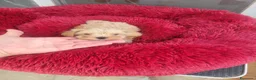 Maltipoo perros en venta: Maltipoo  - Anuncio 3