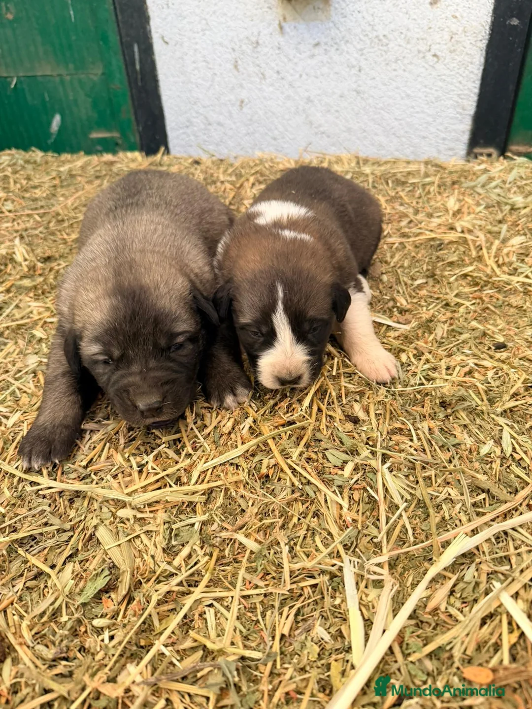Raza Mixta perros en venta: Mestizo de mastín x Cáucaso  - Anuncio 2