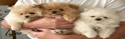 Pomerania perros en venta: Cachorros Pomerania criados en ambiente familiar - Anuncio 4