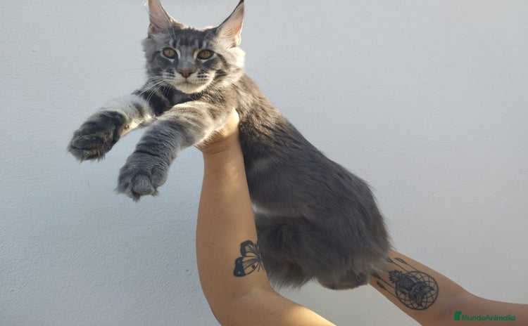 Maine Coon gatos - Propaganda 1