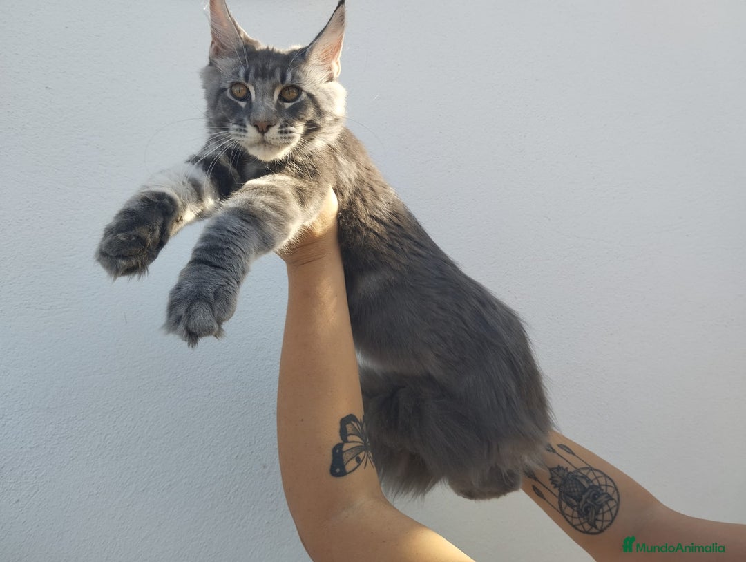 Maine Coon gatos en venta: Maine Coon macho tamaño grande - Imagen 1