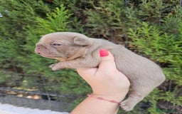 Bulldog Francés perros en venta: Bulldog francés exoticos  - Imagen 4