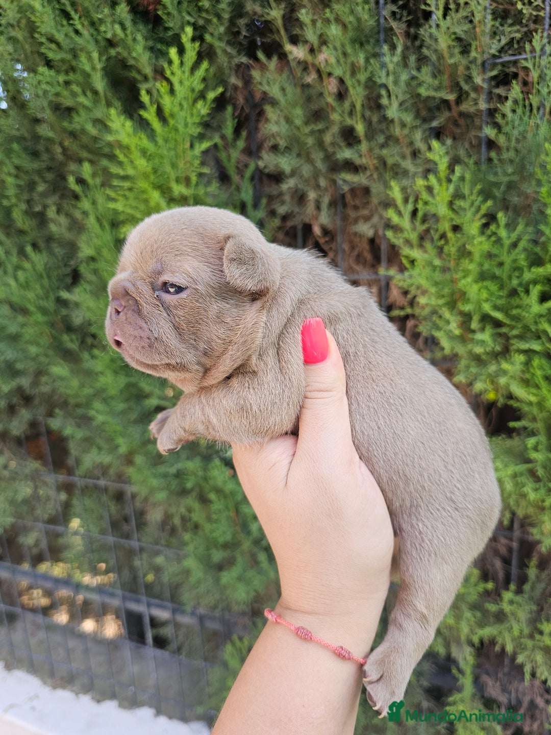 Bulldog Francés perros en venta: Bulldog francés exoticos  - Imagen 4