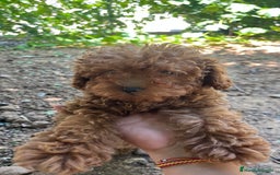 Caniche Enano perros en venta: Caniche enano  - Imagen 3