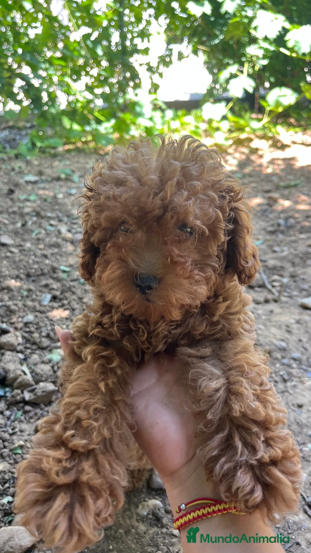 Caniche Enano perros en venta: Caniche enano  - Imagen 3
