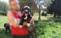 Dogo Alemán perros en venta: Gran danés/ dogo aleman hembra disponible  - Imagen 1