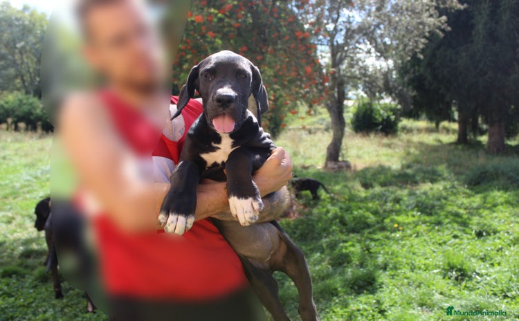 Dogo Alemán perros - Anuncio 14