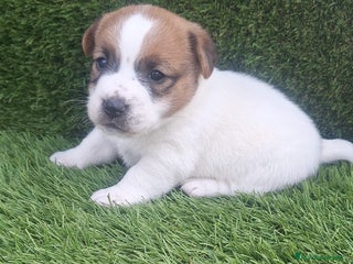 Jack Russell Terrier perros Jack Russell pelo corto bicolor - Anuncio 1