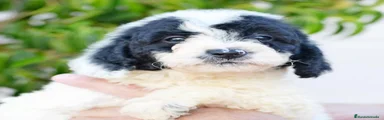 CACHORRA HEMBRA LLAMADA DALMA