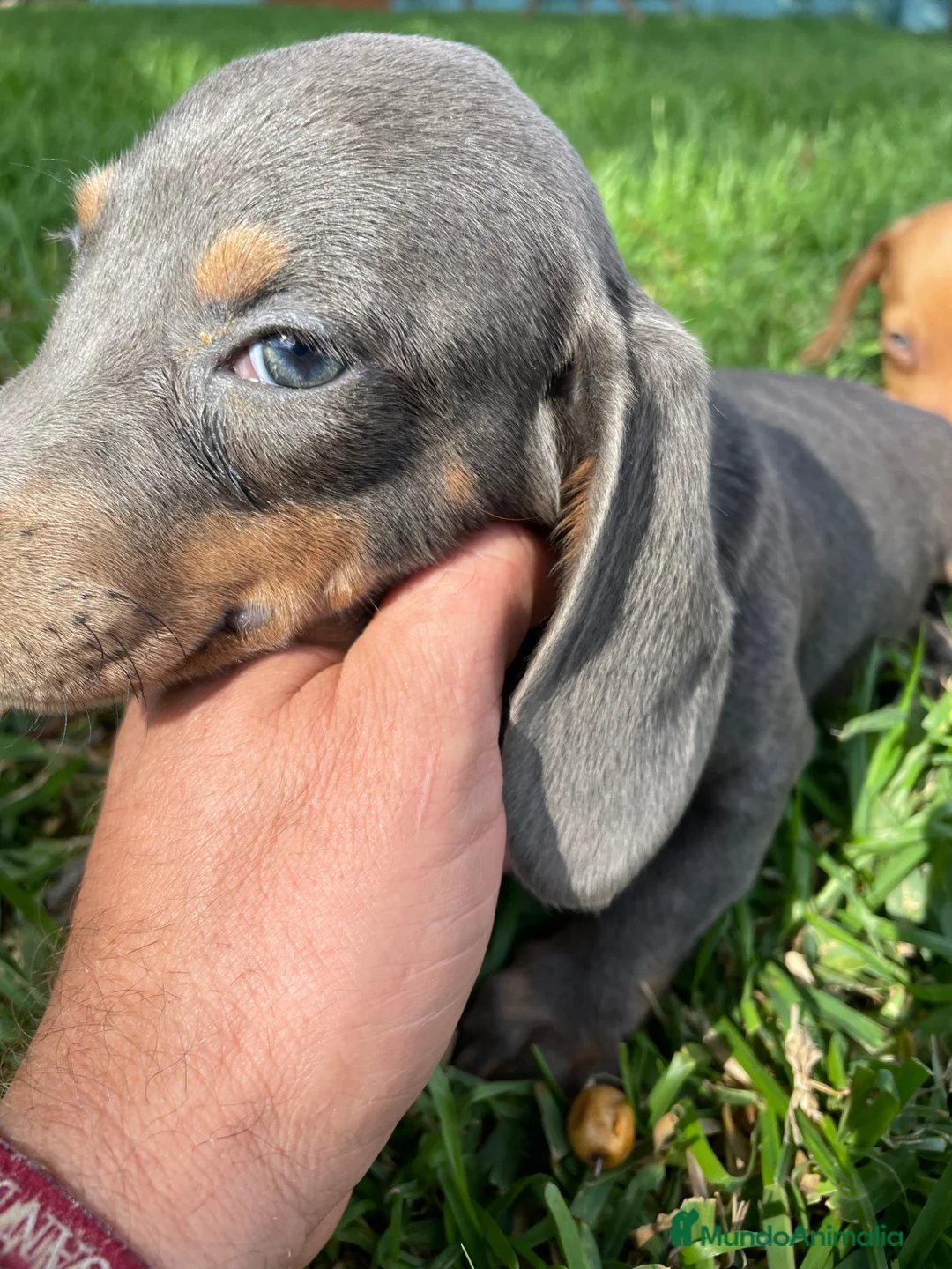 Teckel Miniatura perros en venta: Teckel miniatura  - Anuncio 2
