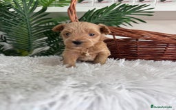 Maltipoo perros en venta: MALTIPOO - Imagen 6