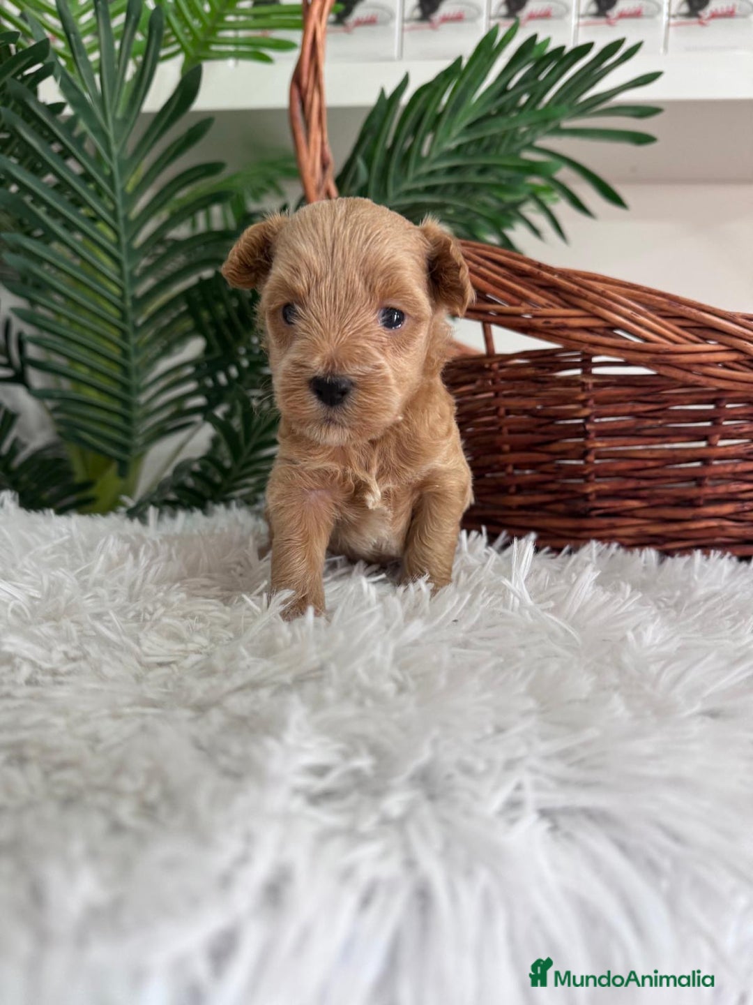 Maltipoo perros en venta: MALTIPOO - Imagen 6