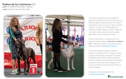 Dogo Alemán perros en venta: Cachorros de Dogo Alemán - Imagen 2
