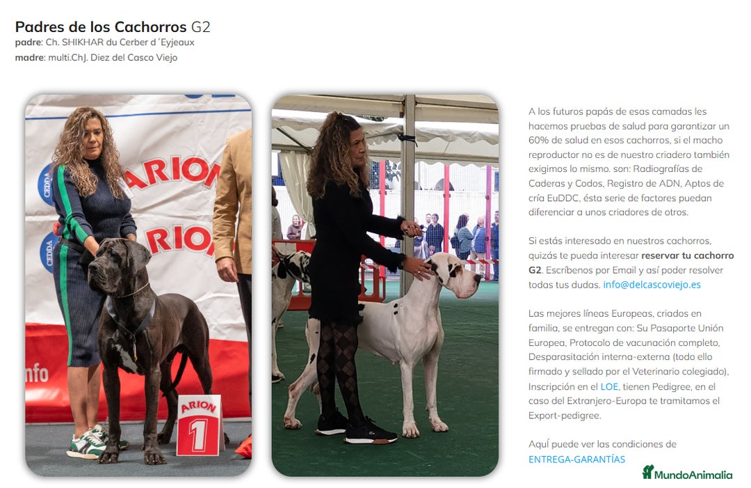 Dogo Alemán perros en venta: Cachorros de Dogo Alemán - Imagen 2