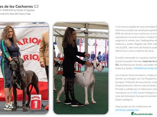 Dogo Alemán perros - Anuncio 1
