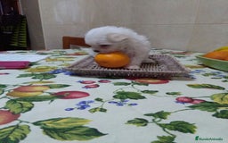 Bichón Maltés perros en venta: CACHORR@S BICHÓN MALTÉS  - Imagen 4