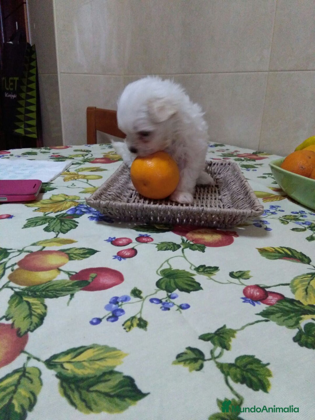 Bichón Maltés perros en venta: CACHORR@S BICHÓN MALTÉS  - Imagen 4