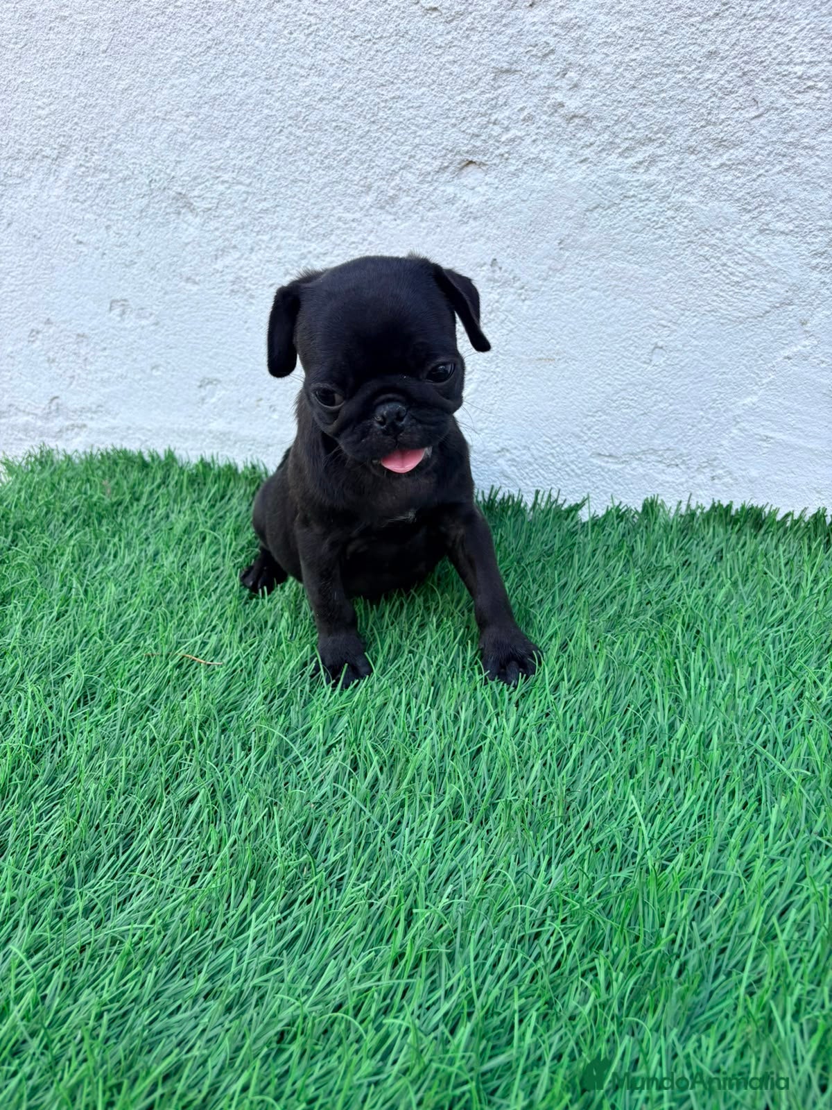 Carlino - Pug perros Carlino - Pug - Anuncio 1