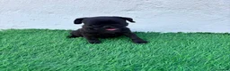 Carlino - Pug perros en venta: Carlino - Pug - Anuncio 1