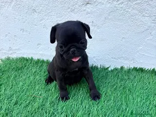 Carlino - Pug perros Carlino - Pug - Anuncio 3