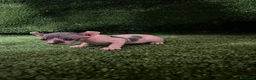 Sphynx gatos en venta: Sphynx  - Anuncio 3