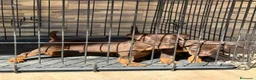 Terrier Alemán de Caza perros en venta: Cachorro chocolate Jagd terrier  - Anuncio 6