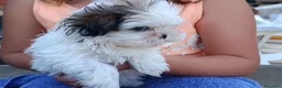 Shih Tzu perros en venta: MalShi. Shihtzu x Maltes - Anuncio 2