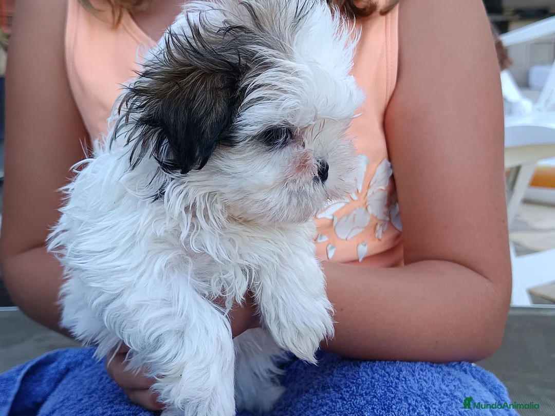 Shih Tzu perros en venta: MalShi. Shihtzu x Maltes - Anuncio 2