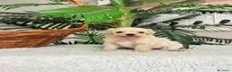 Maltipoo perros en venta: MALTIPOO MACHO - LINEA COREANA - Anuncio 8
