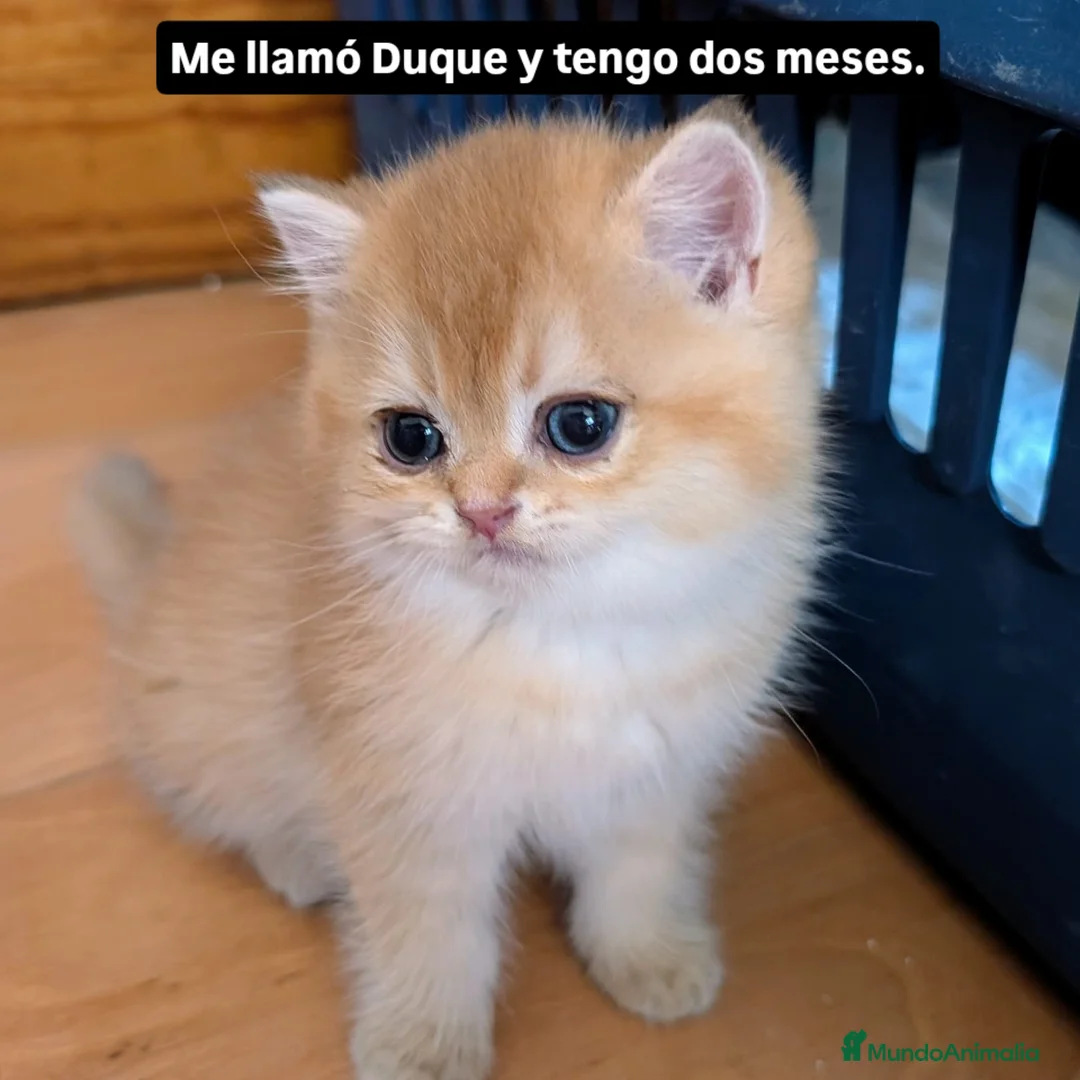 Británico de Pelo Corto gatos en venta: British shorthair en variedad golden - Imagen 2