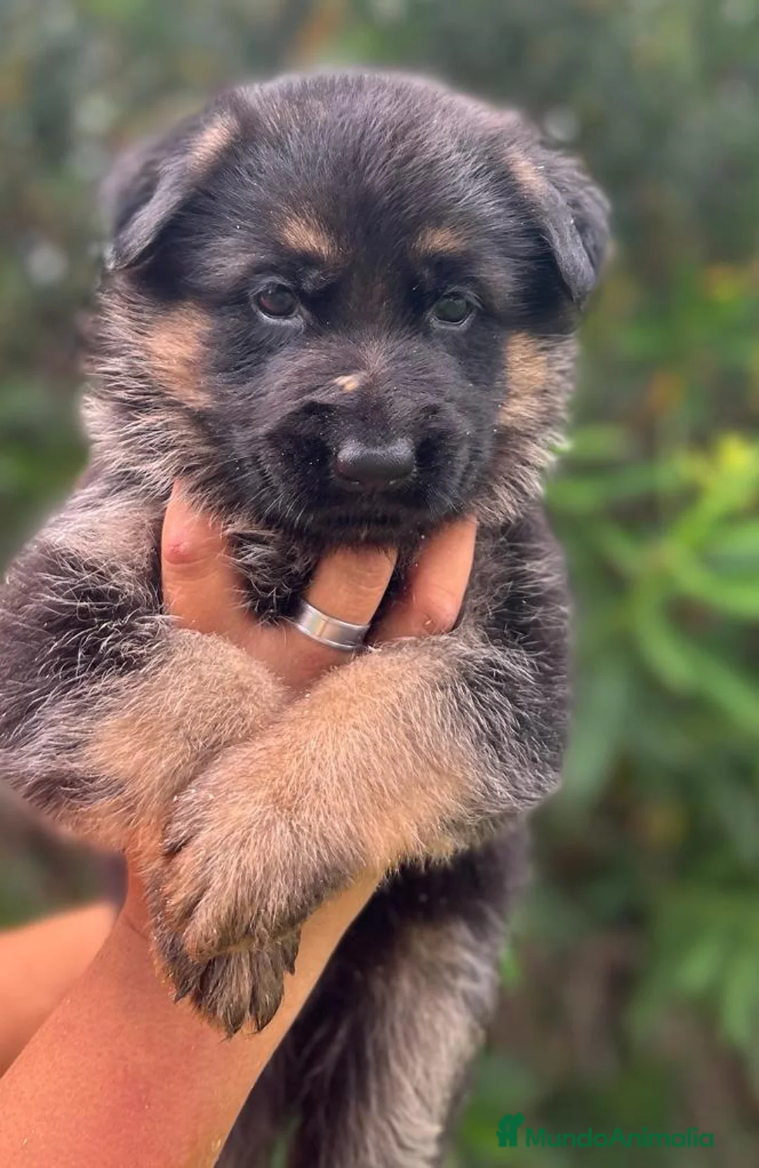 Pastor Alemán perros en venta: Pastor alemán cachorros venta Valencia en Valencia - Anuncio 9