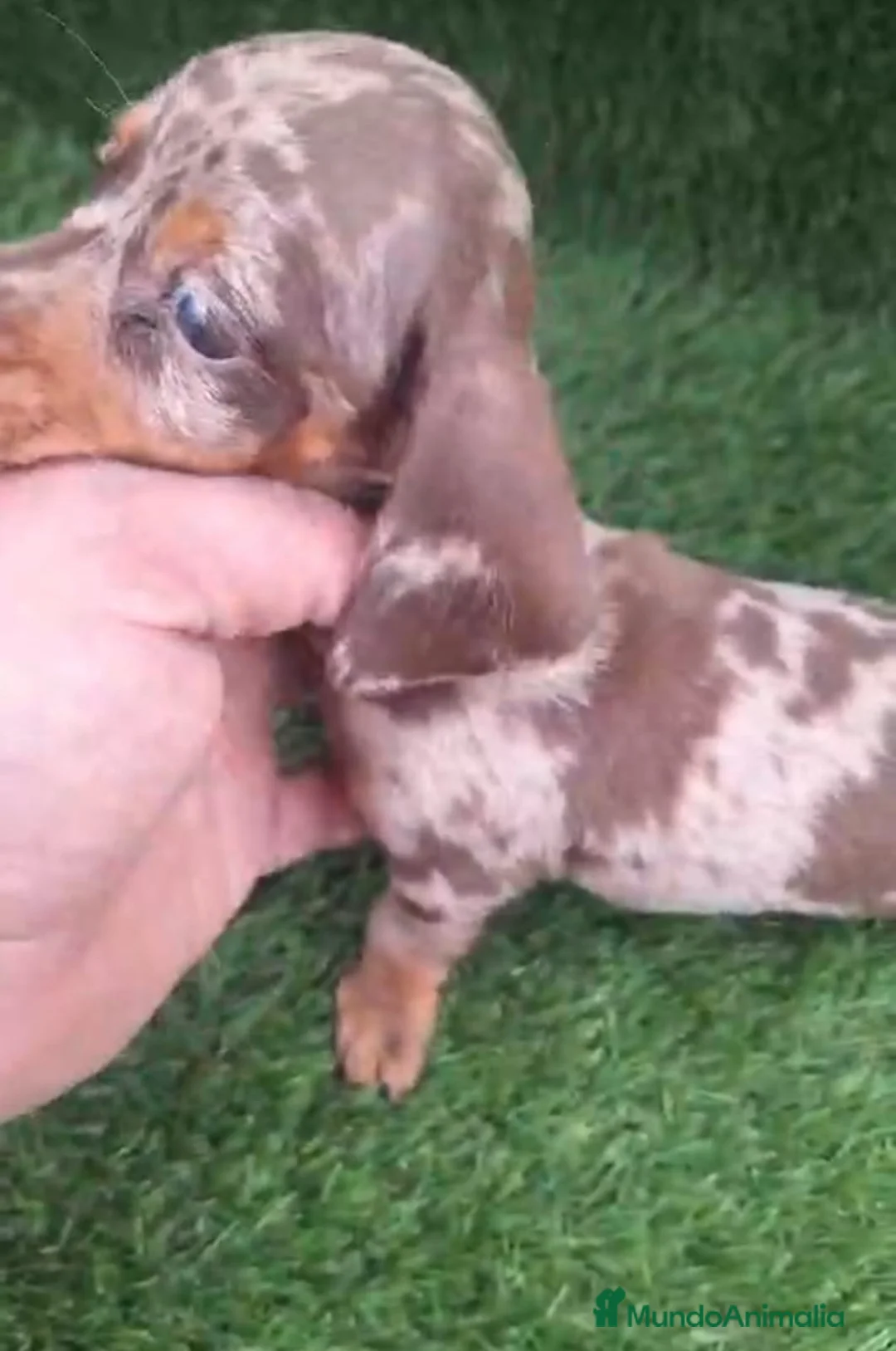 Teckel perros en venta: Kanichen Macho Arlequin Chocolate - Anuncio 2